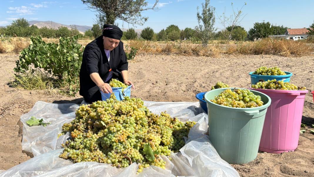 5 ton üzümden 200 kilogram elde ediliyor. Kilosu 300 liradan satılıyor 4